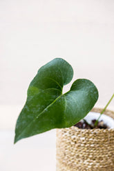 Anthurium brownii